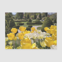 Gult Tulips från Arboretum Volcji Potok Slovenska