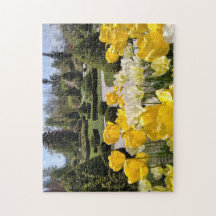 Gult Tulips från Arboretum Volcji Potok Slovenska