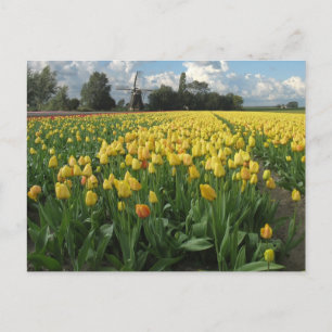 Gult Tulips i Fält Holland Vykort