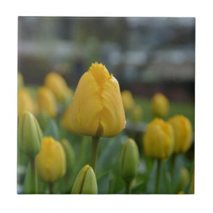 Gult Tulips i fält Kakelplatta