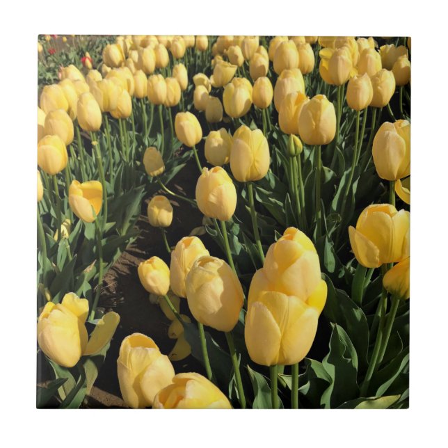 Gult Tulips i Fält, Oregon Kakelplatta (Framsidan)