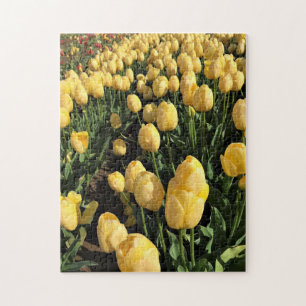Gult Tulips i Fält, Oregon Pussel