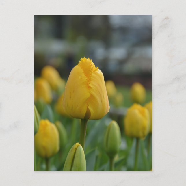 Gult Tulips i fält Vykort (Framsida)