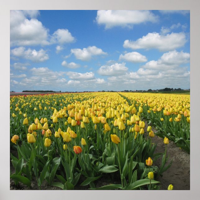 Gult Tulips liggande Poster (Framsidan)