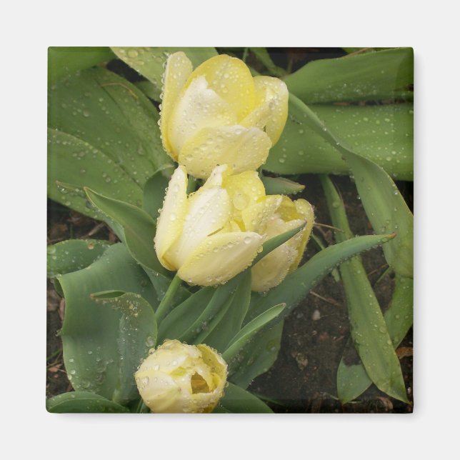 Gult Tulips Magnet (Framsidan)