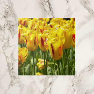 Gult Tulips med Red Rand Blommigt Kakelplatta