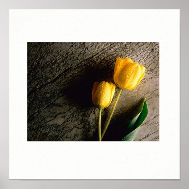 Gult Tulips Poster (Framsidan)