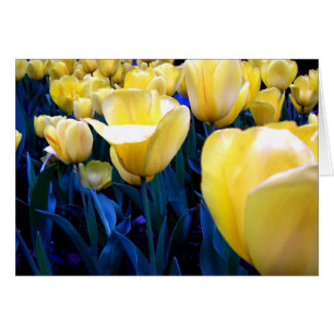 gult tulp fält hälsningskort