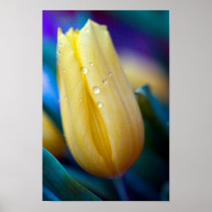 Gult tulpanblomma Poster