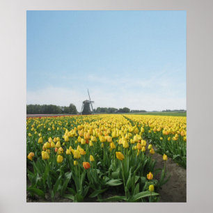 Gult tulpanblommafält Holland Poster