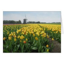 Gult tulpanblommafält och kvarn i Holland