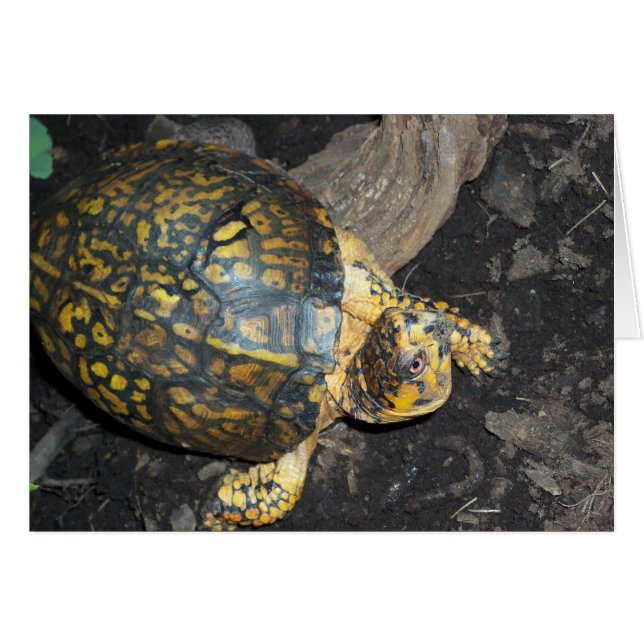 Gult Turtle Hälsningskort (Framsidan Horizontal)