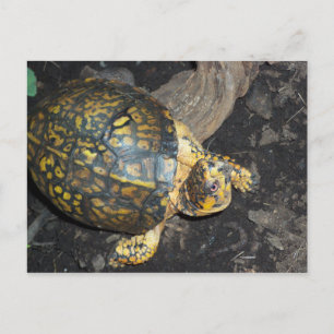 Gult Turtle Vykort