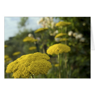 Gult Tuscan-blommor Hälsningskort