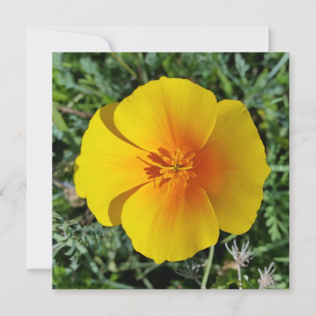 gult under hösten (Framsida)