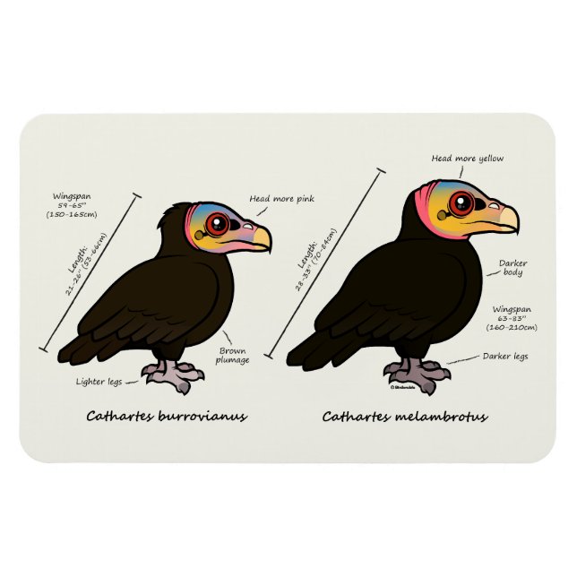Gult Underbarare v Lesser Magnet (Horisontell)