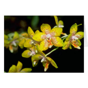 gult Vanda-blommor Hälsningskort