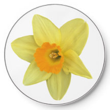 Gult Vår Daffodil