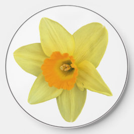Gult Vår Daffodil
