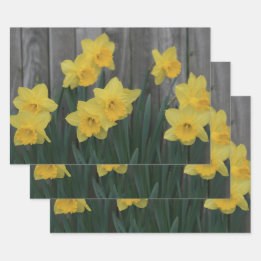 Gult Vår Daffodil Garden Rustic Land Foto