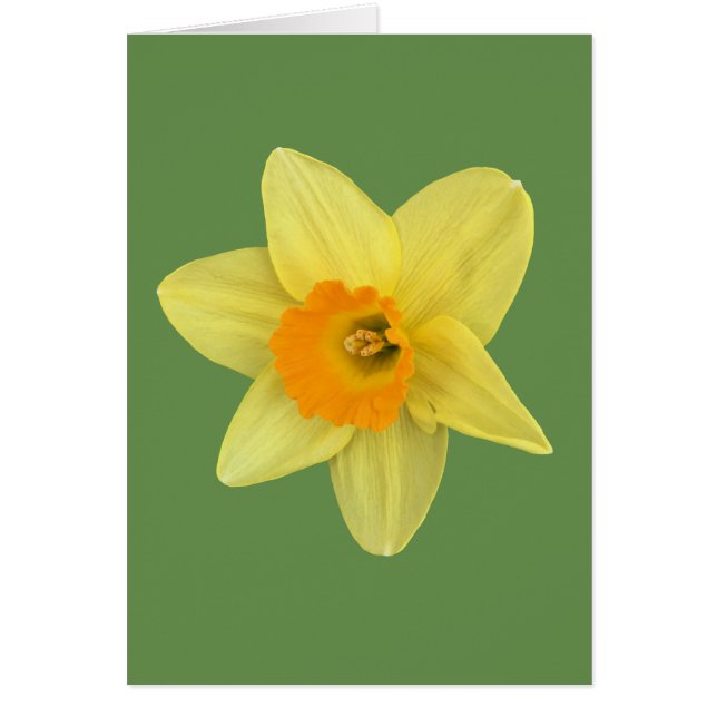 Gult Vår Daffodil Hälsningskort (Framsidan)