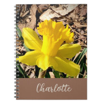 Gult Vår Daffodil i det anpassade namnet Garden