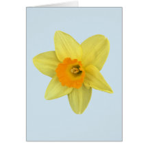 Gult Vår Daffodil på Blek Blue