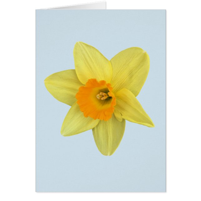 Gult Vår Daffodil på Blek Blue Hälsningskort (Framsidan)