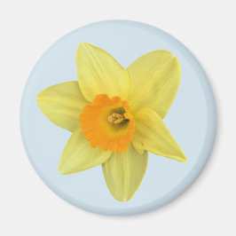 Gult Vår Daffodil på Blek Blue Magnet