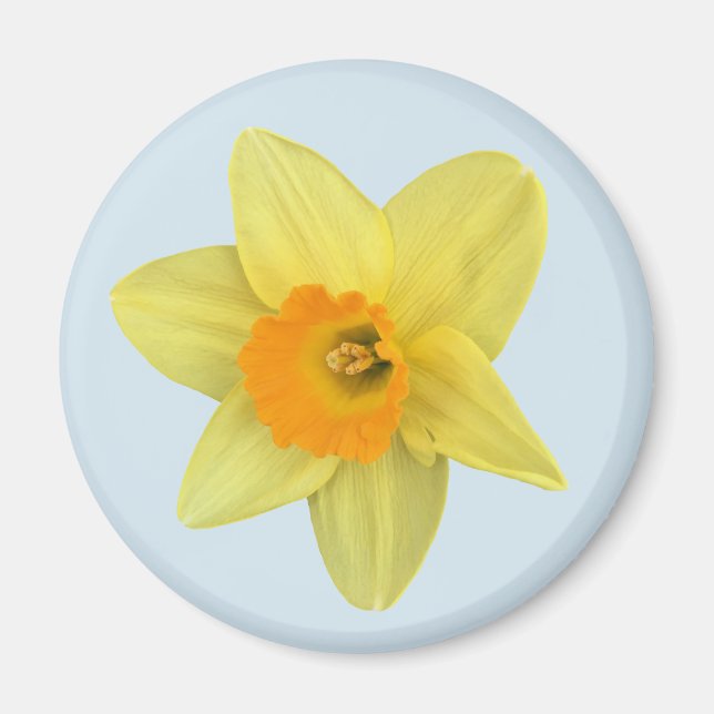 Gult Vår Daffodil på Blek Blue Magnet (Framsidan)