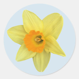 Gult Vår Daffodil Runt Klistermärke