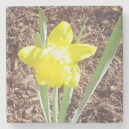 Gult Vår Daffodil Stenunderlägg