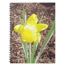 Gult Vår Daffodilfoto Anteckningsbok