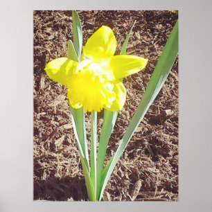 Gult Vår Daffodilfoto Poster
