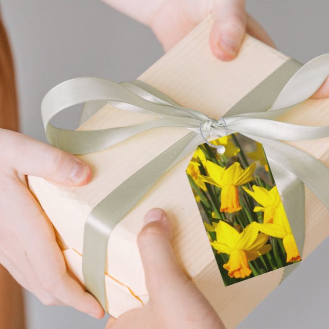 Gult Vår Daffodils Blommigt Presentetikett (In Situ)