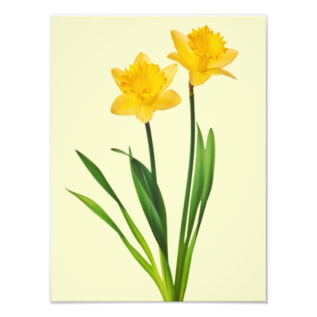 Gult Vår Daffodils - Daffodil-mall Fototryck (Framsidan)
