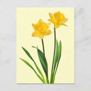Gult Vår Daffodils - Daffodil-mall Vykort