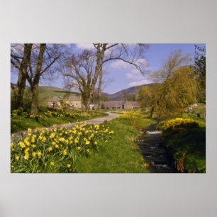 gult Vår Daffodils, Gräns, blommor av ädelblommor Poster