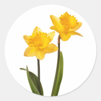 Gult Vår Daffodils on White Runt Klistermärke