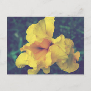 Gult Vår Iris Floral Photography Vykort