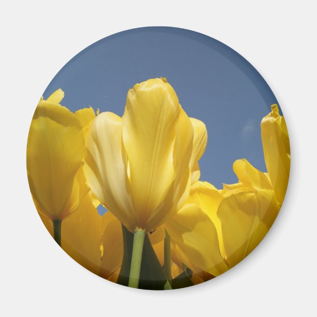 gult vår magnet (Framsidan)