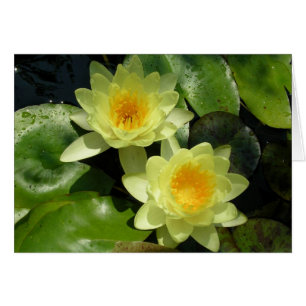 Gult Vatten Lilies Hälsningskort