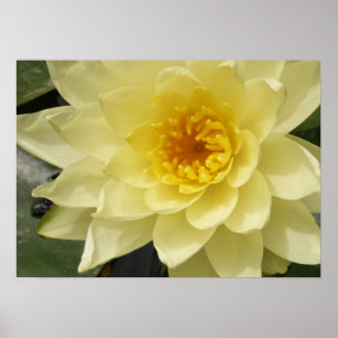 Gult Vatten Lily Poster