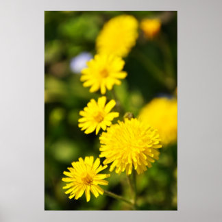 Gult Vild Flower Photo Poster