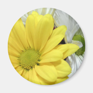 Gult Vit Daisy Daisy Blommor Foton Magnet
