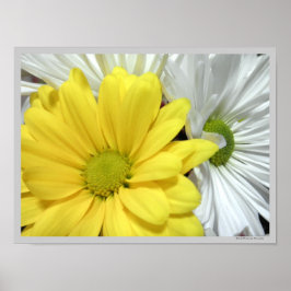 Gult Vit Daisy Daisy Blommor Foton Poster
