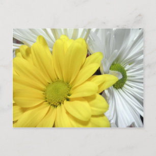 Gult Vit Daisy Daisy Blommor Foton Vykort
