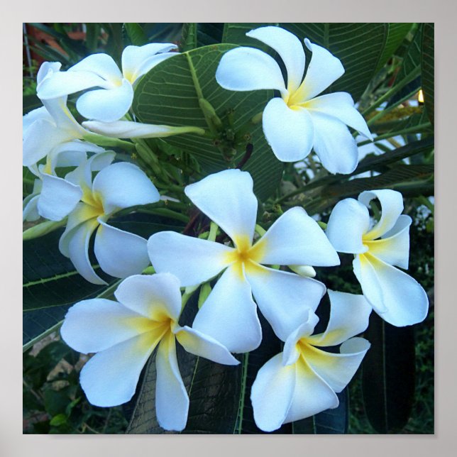 gult, vit, frangipani, blomma, natur, sommar. poster (Framsidan)