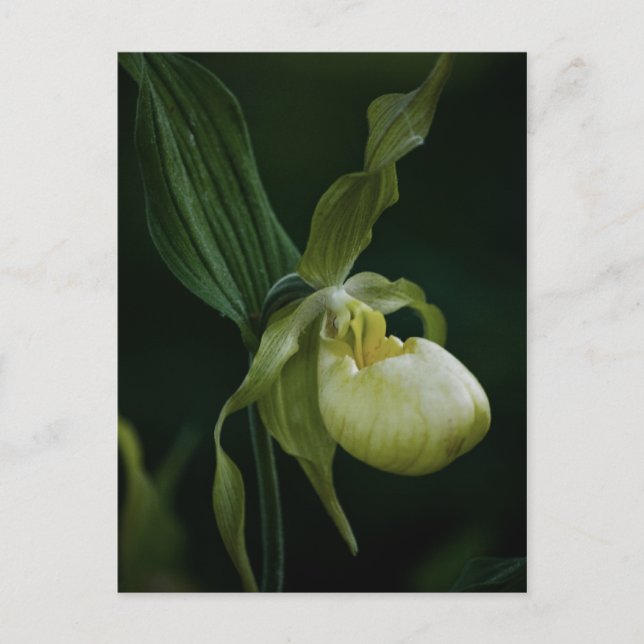 Gult-vykort Vykort (Framsida)