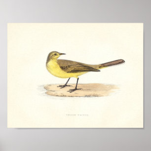 Gult Wagtailtryck Poster